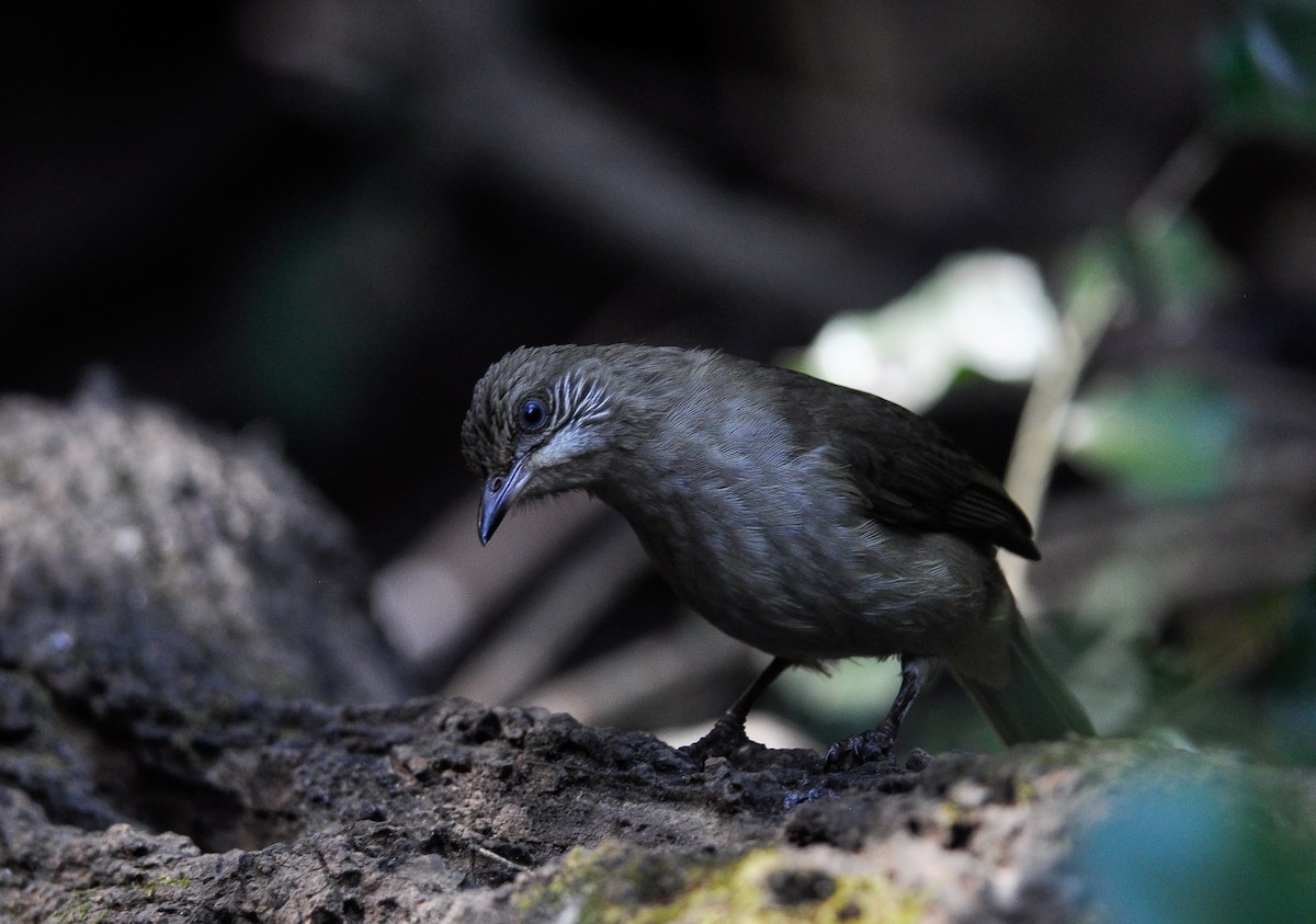 Streak-eared Bulbul - Daniele Mitchell
