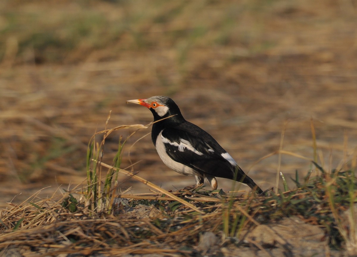 Siamese Pied Starling - Daniele Mitchell