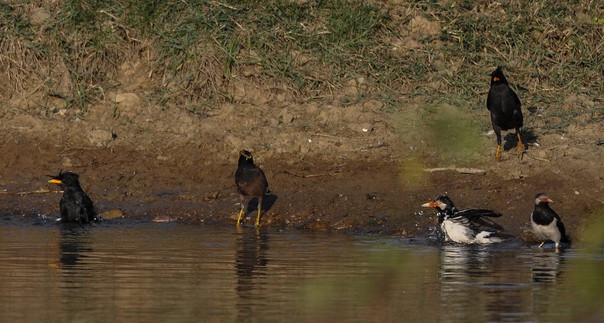 Great Myna - Daniele Mitchell