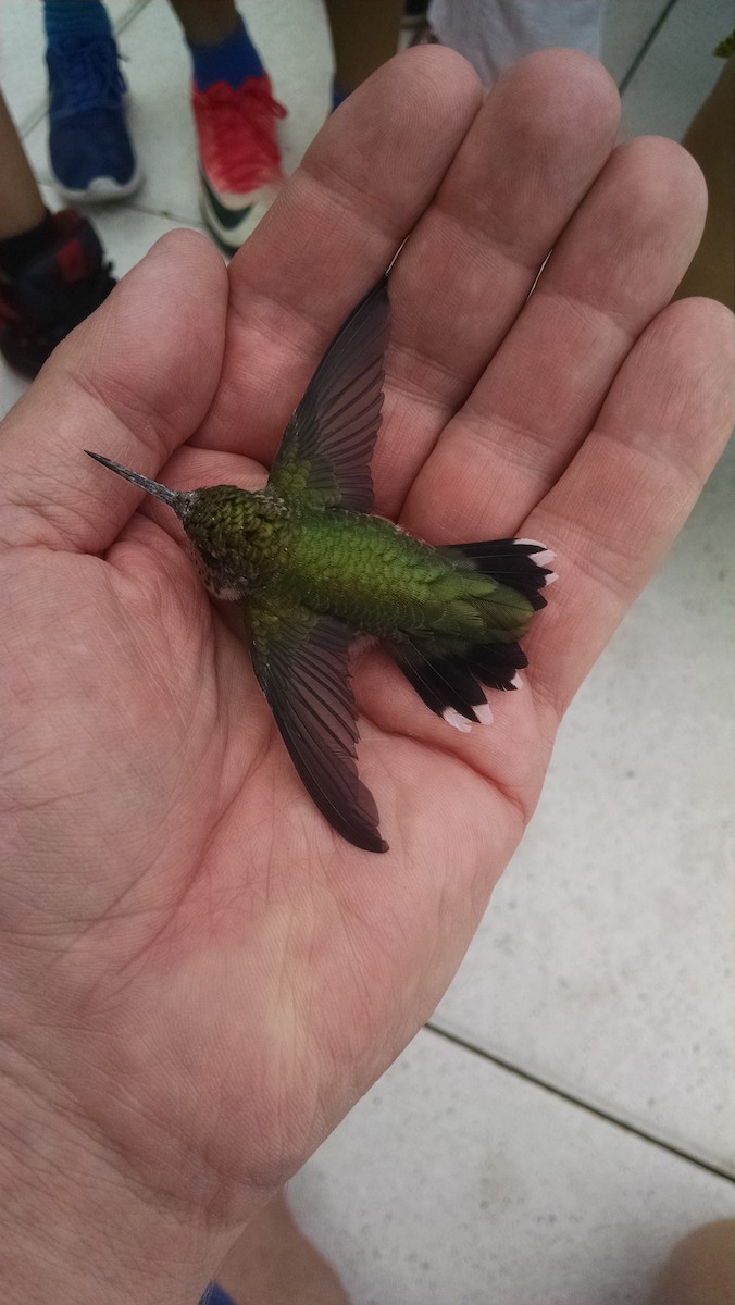 Ruby-throated Hummingbird - ML70436551