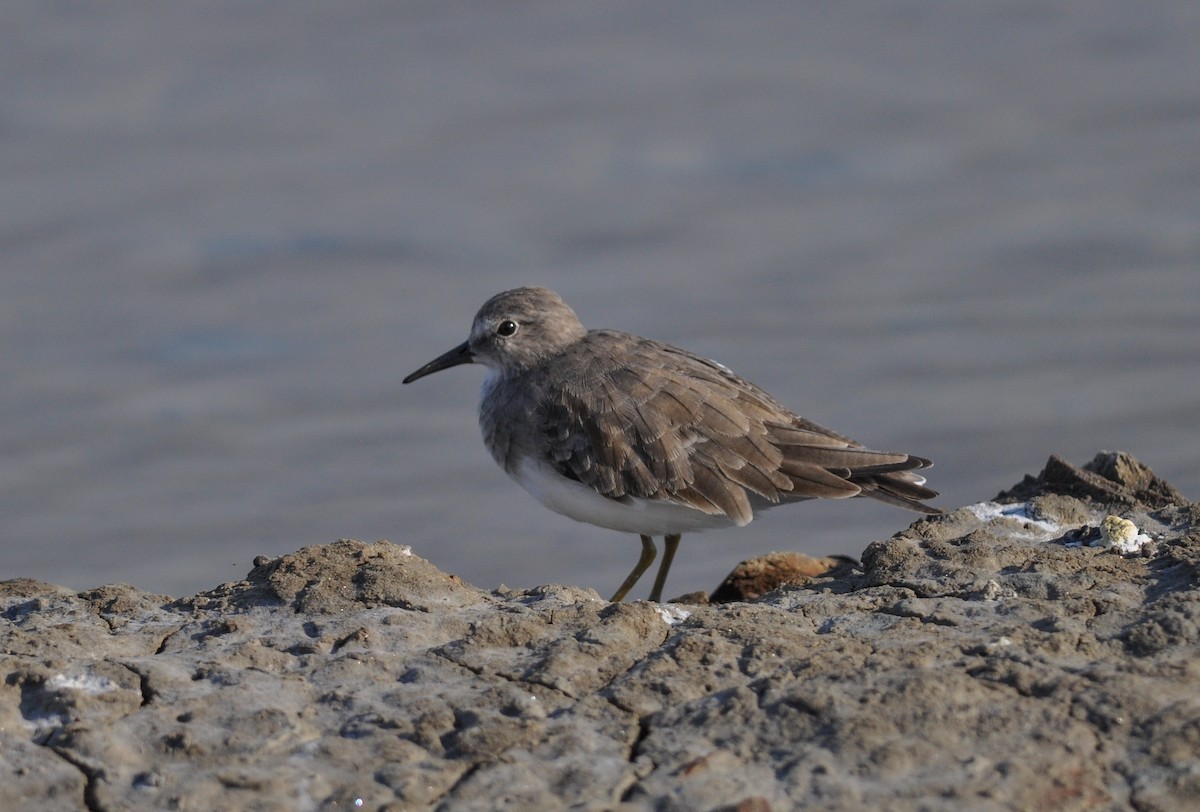 Temminck's Stint - Daniele Mitchell