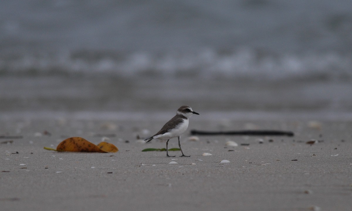 Tibetan Sand-Plover - Daniele Mitchell