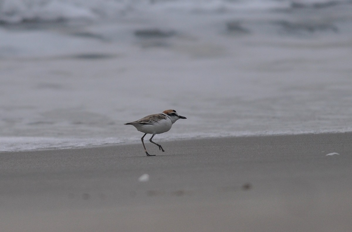 Malaysian Plover - Daniele Mitchell