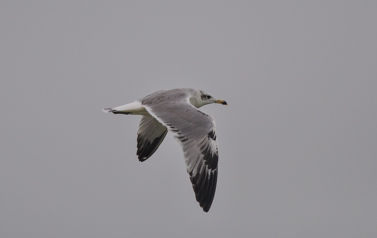 Pallas's Gull - Daniele Mitchell