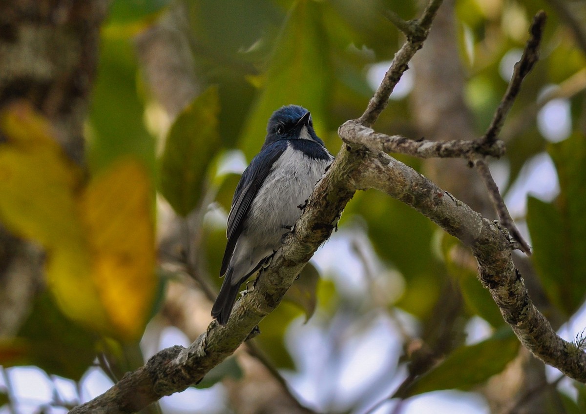 Ultramarine Flycatcher - Daniele Mitchell