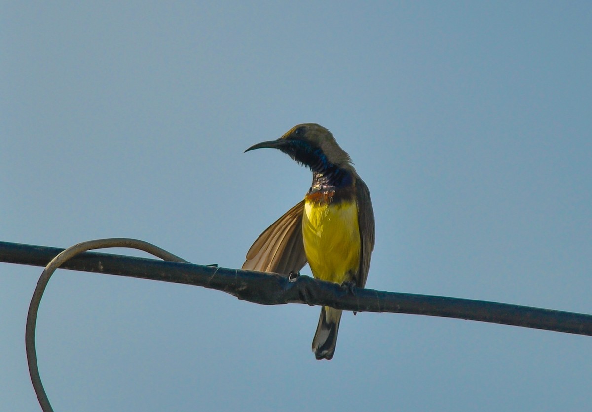 Ornate Sunbird - Daniele Mitchell