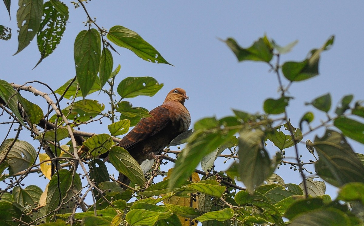 Little Cuckoo-Dove - Daniele Mitchell