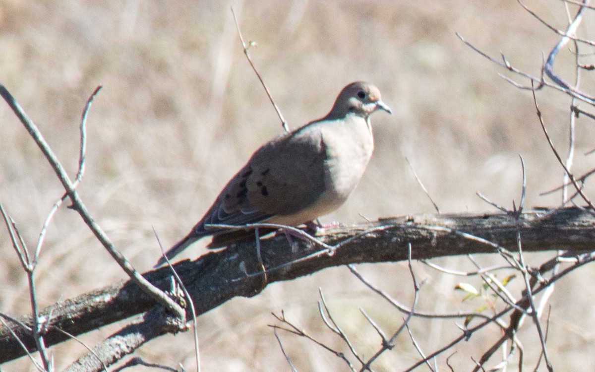 Mourning Dove - Peter Nguyen