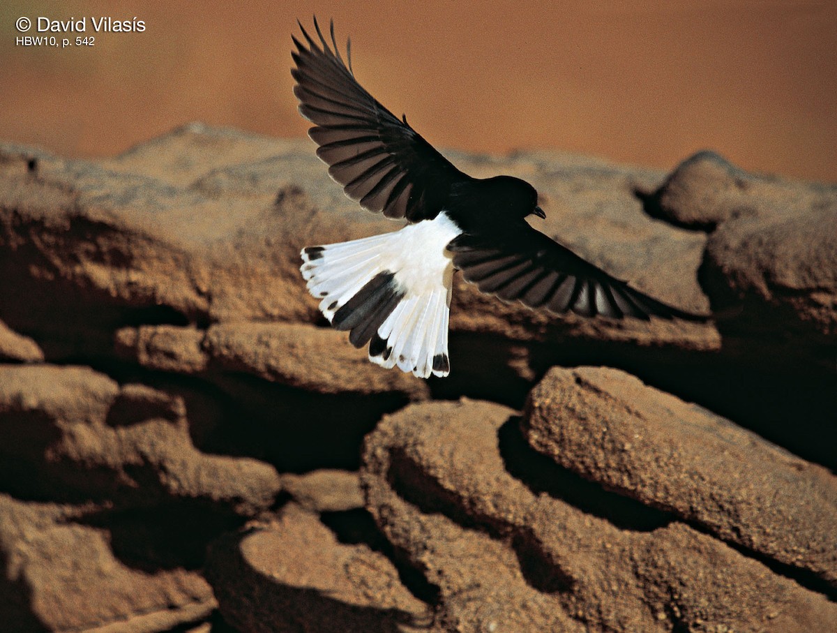 White-crowned Wheatear - ML704416