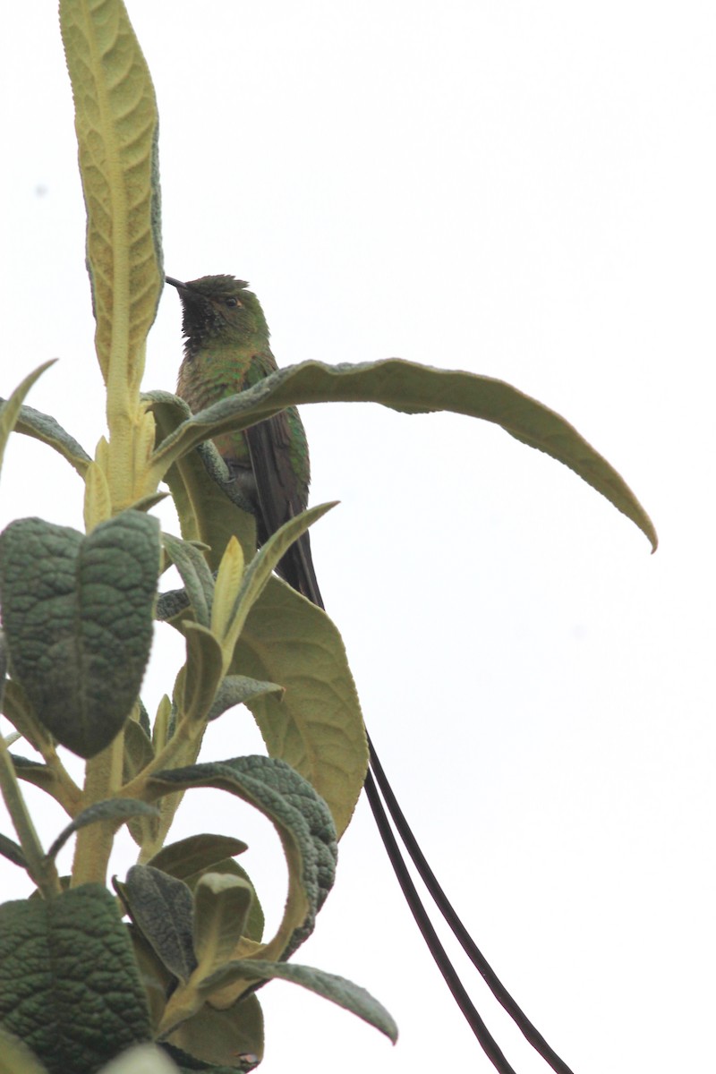 Black-tailed Trainbearer - ML70441661