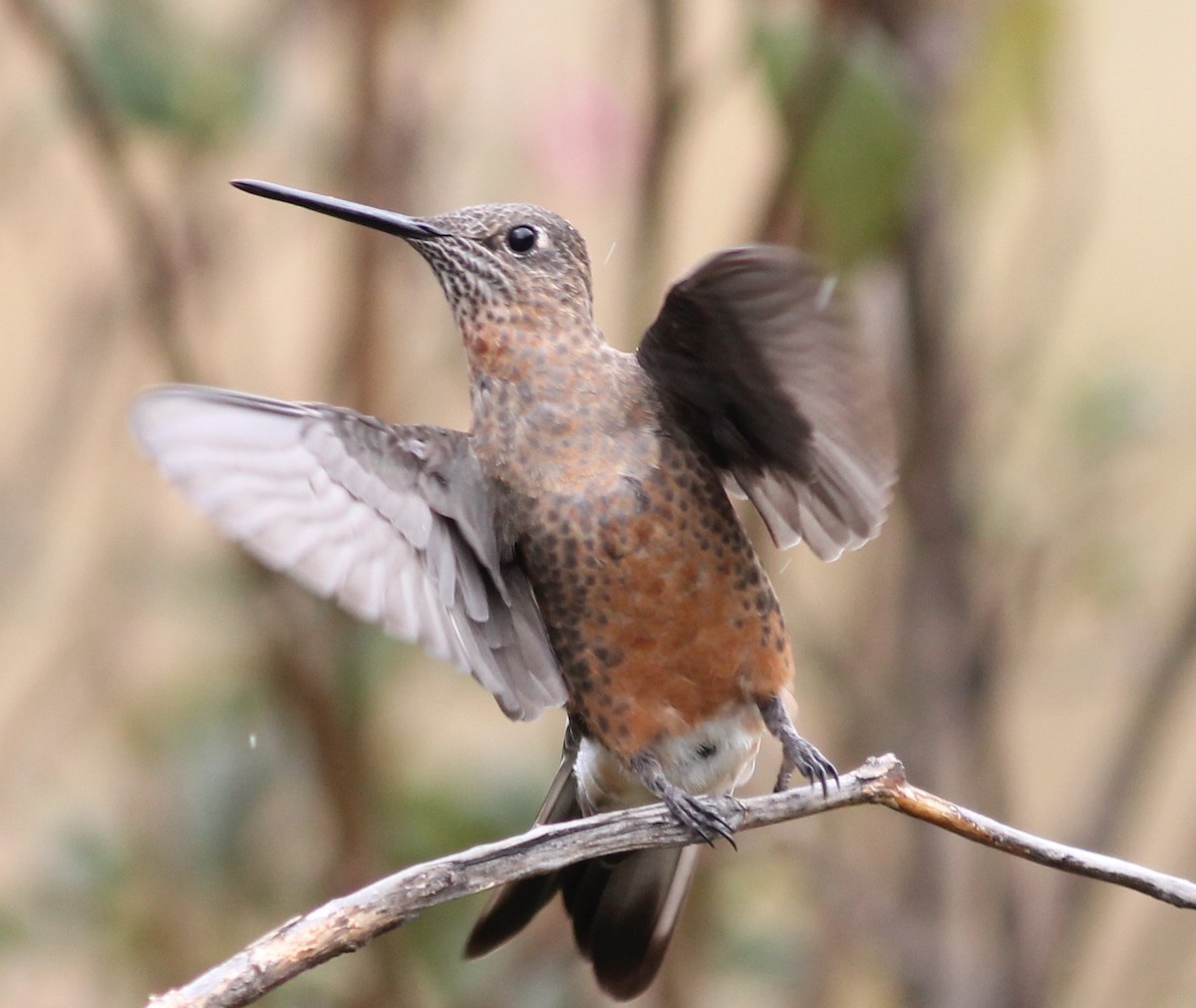 Giant Hummingbird - ML70441951