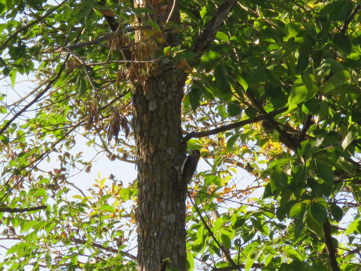 Yellow-bellied Sapsucker - ML70442171