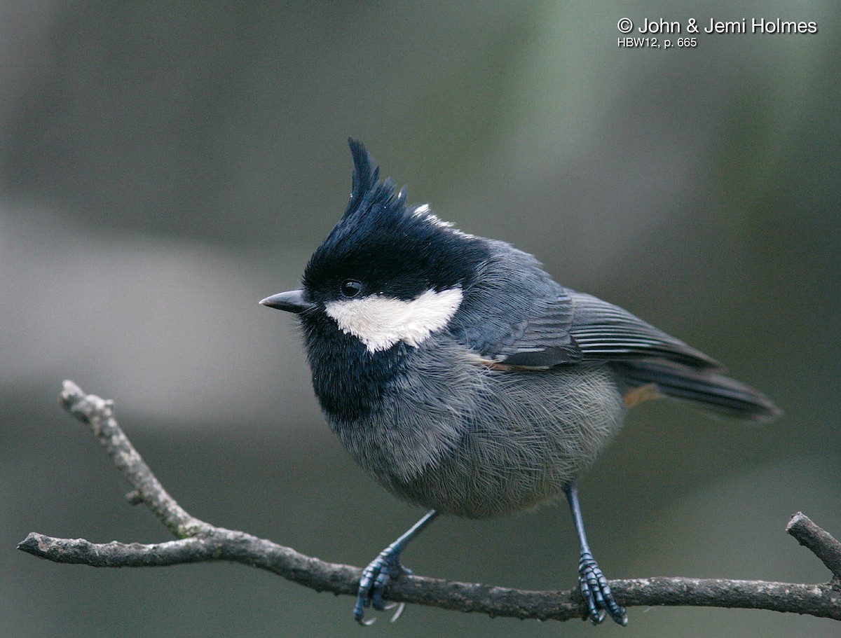 Rufous-vented Tit - ML704426