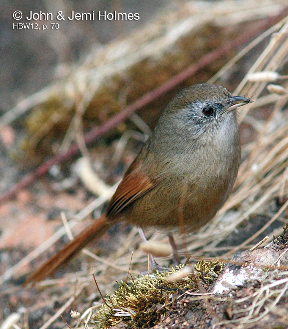 Rufous-tailed Babbler - John and Jemi Holmes