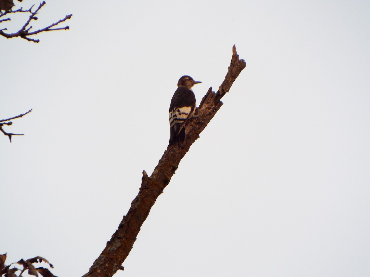 Red-headed Woodpecker - ML70443171