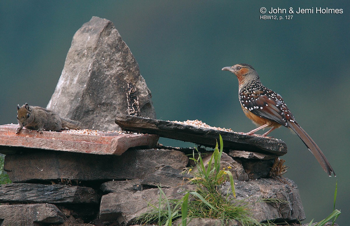 Giant Laughingthrush - John and Jemi Holmes