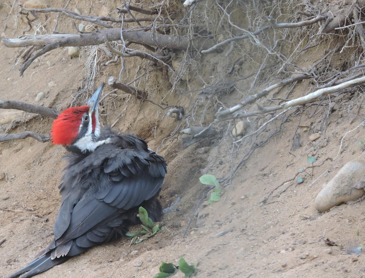 Pileated Woodpecker - ML70444361