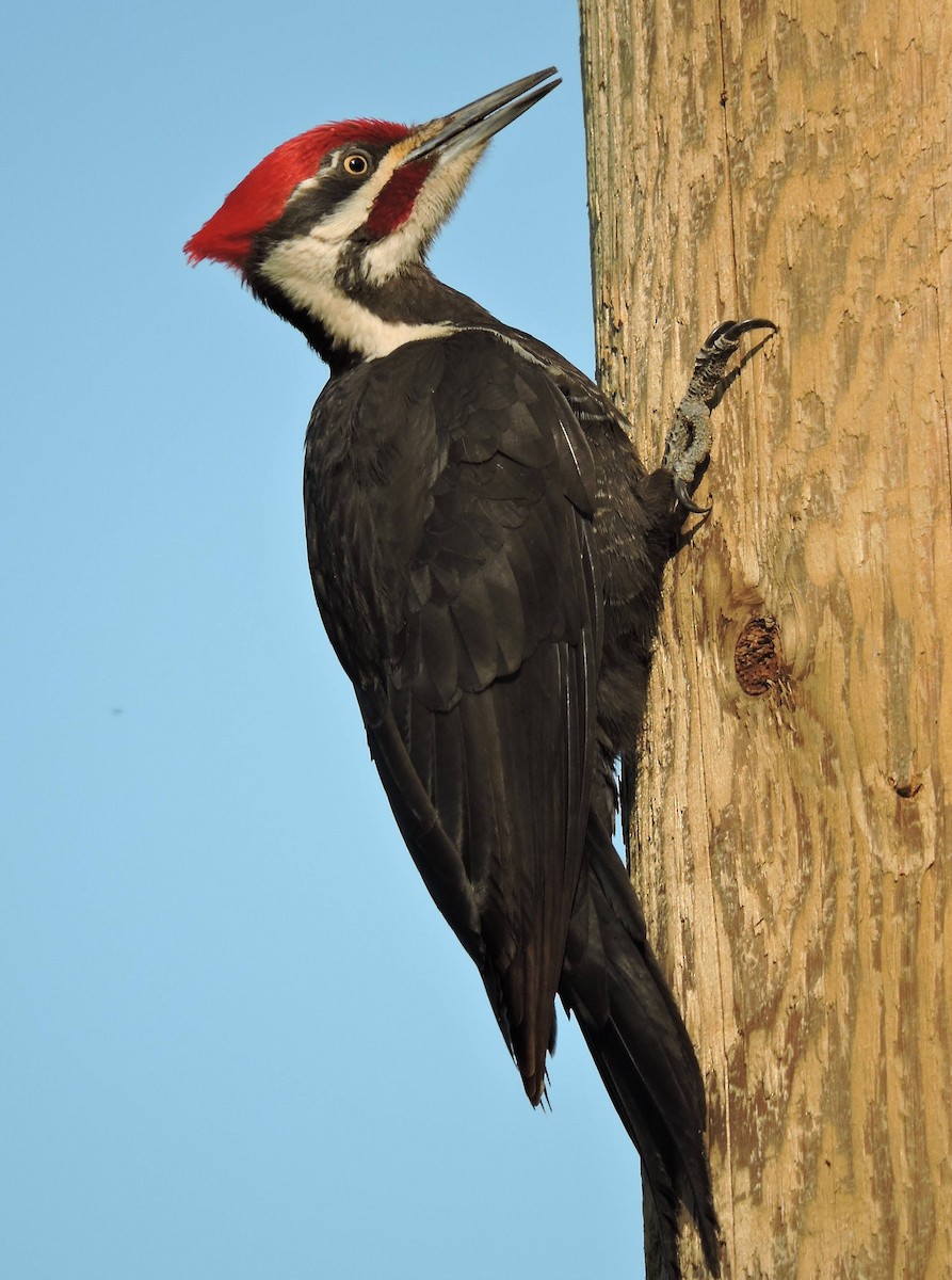 Pileated Woodpecker - ML70444381
