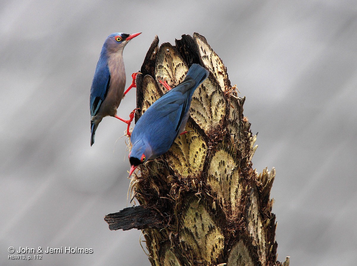 Velvet-fronted Nuthatch - ML704445