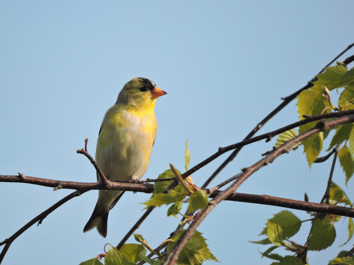 American Goldfinch - ML70444511