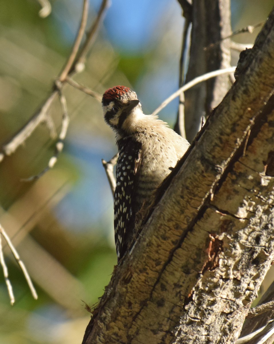 Nuttall's/Ladder-backed Woodpecker - ML70444761