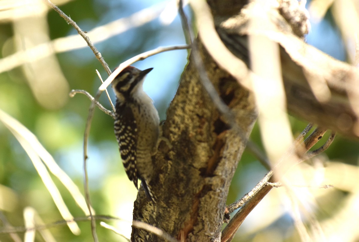 Nuttall's/Ladder-backed Woodpecker - ML70444781