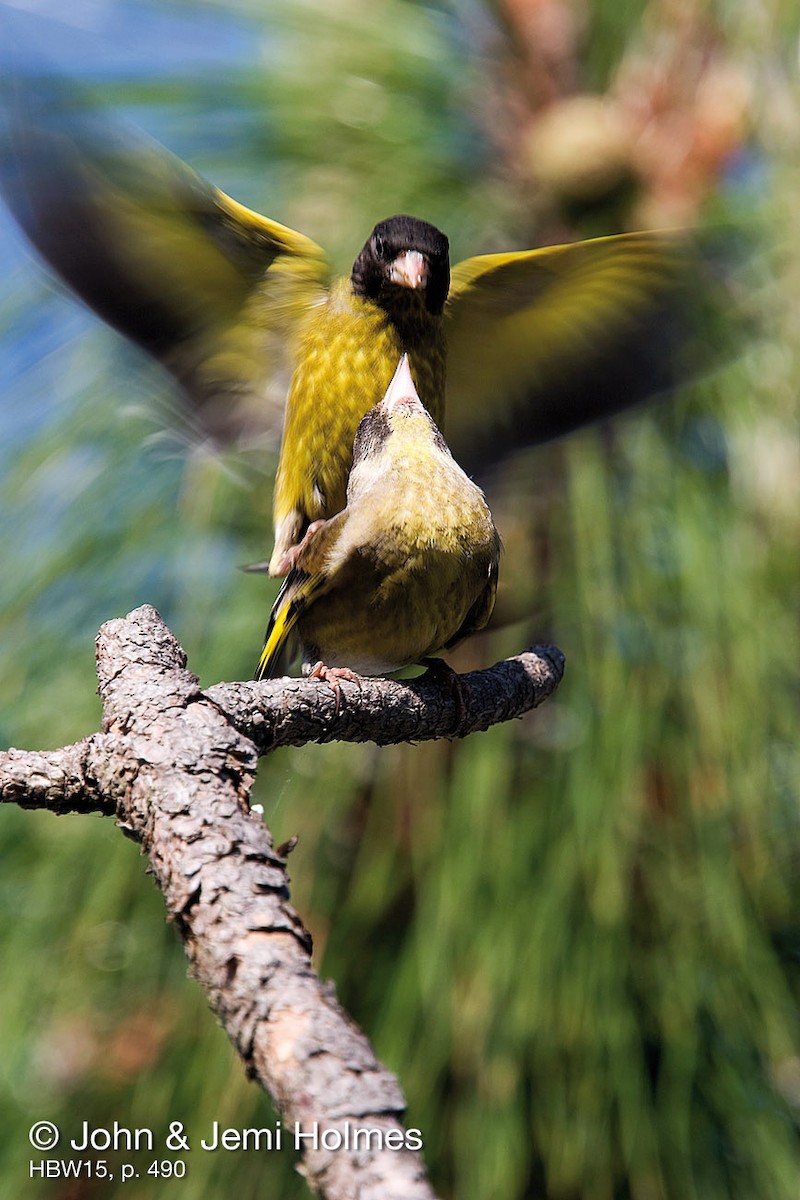 Black-headed Greenfinch - John and Jemi Holmes