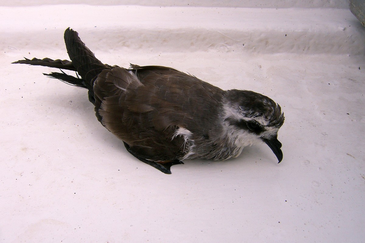 White-faced Storm-Petrel - ML70445801