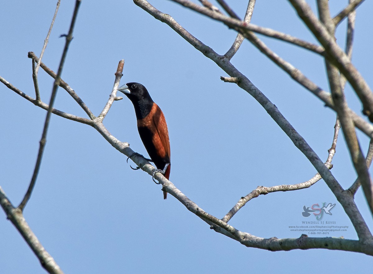 Chestnut Munia - ML70445891