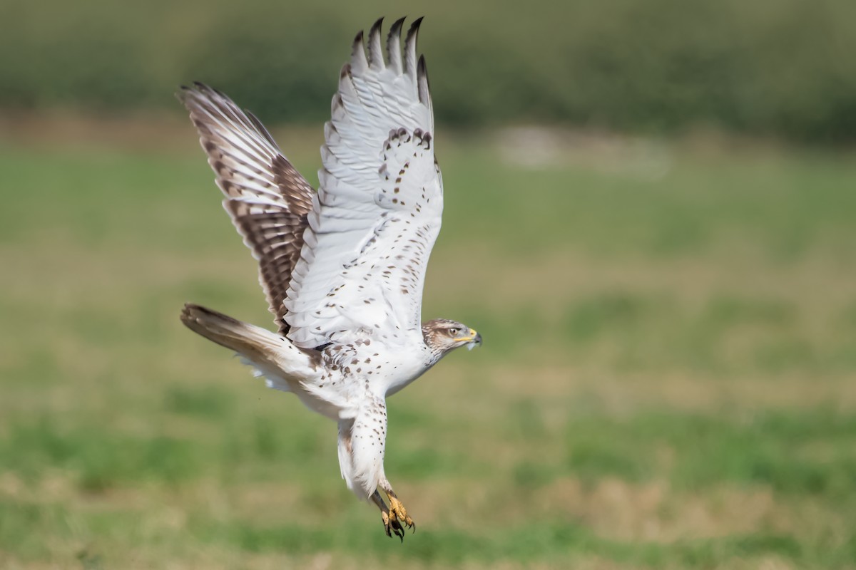 Ferruginous Hawk - ML70446361