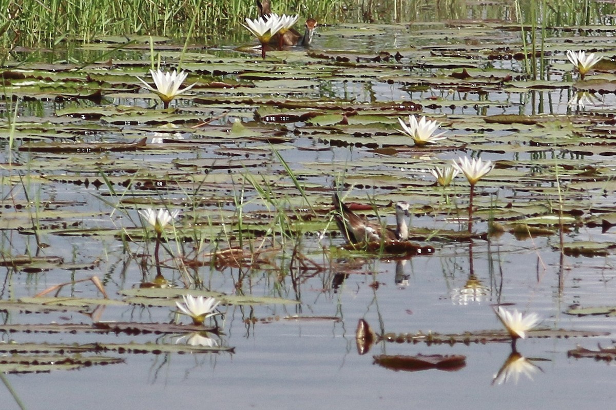 Pheasant-tailed Jacana - Joost Foppes
