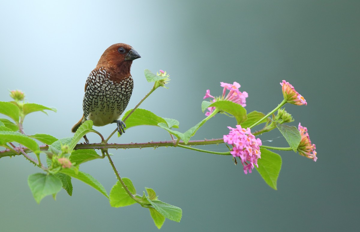 Scaly-breasted Munia - ML70448431