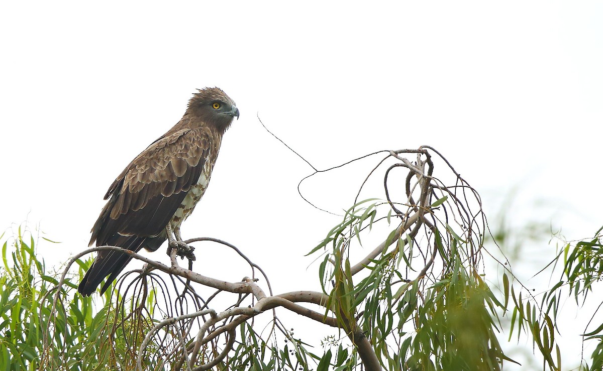 Short-toed Snake-Eagle - ML70448491