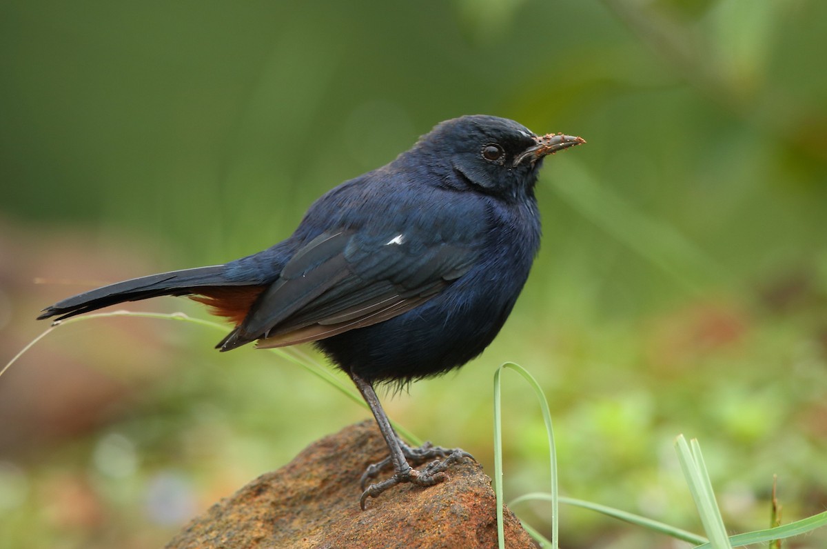 Indian Robin - Albin Jacob