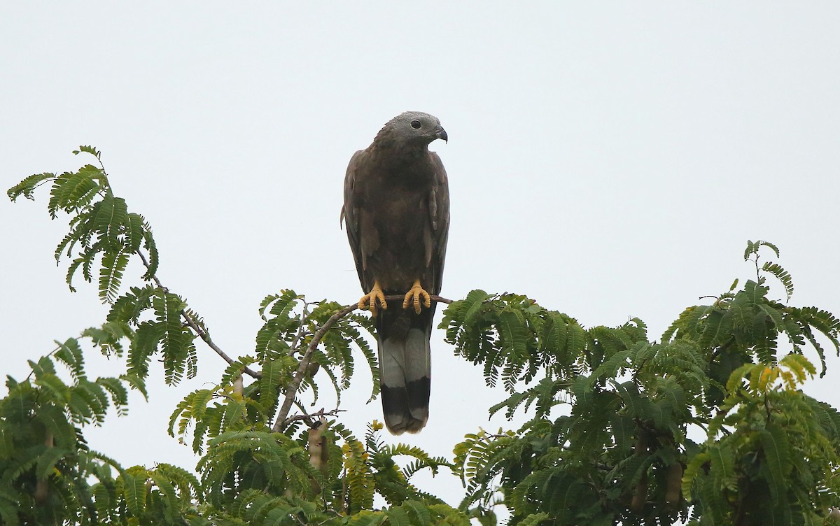 Oriental Honey-buzzard - ML70448671