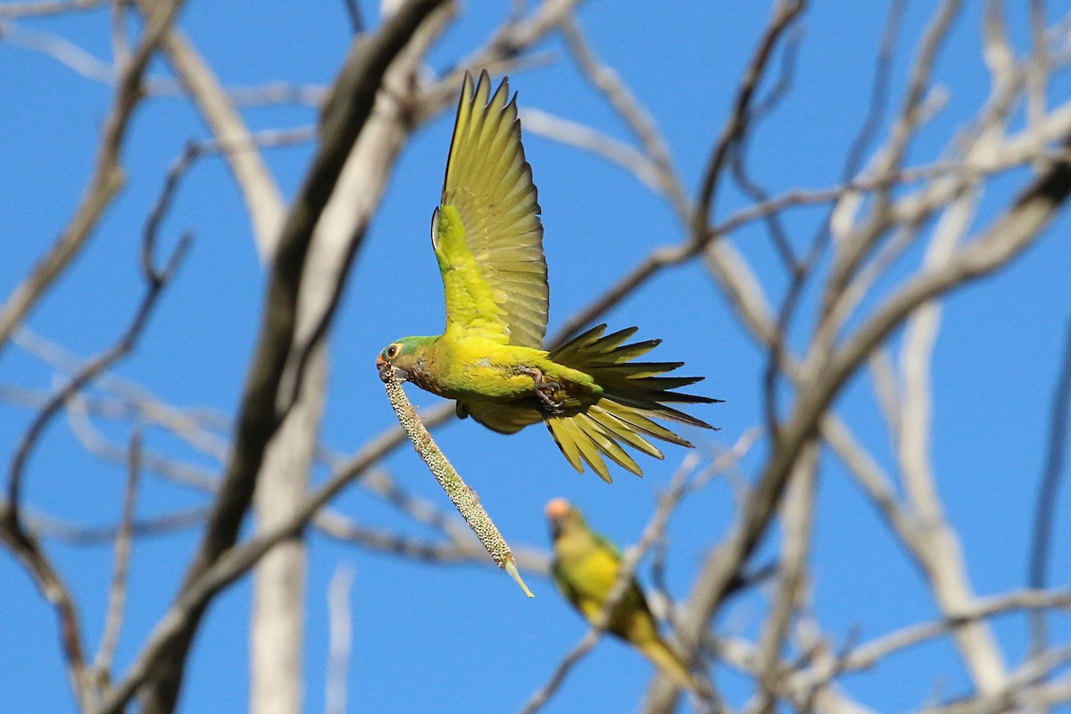 Peach-fronted Parakeet - Leith Woodall