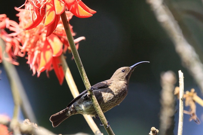 Scarlet-chested Sunbird - Tadeusz Rosinski