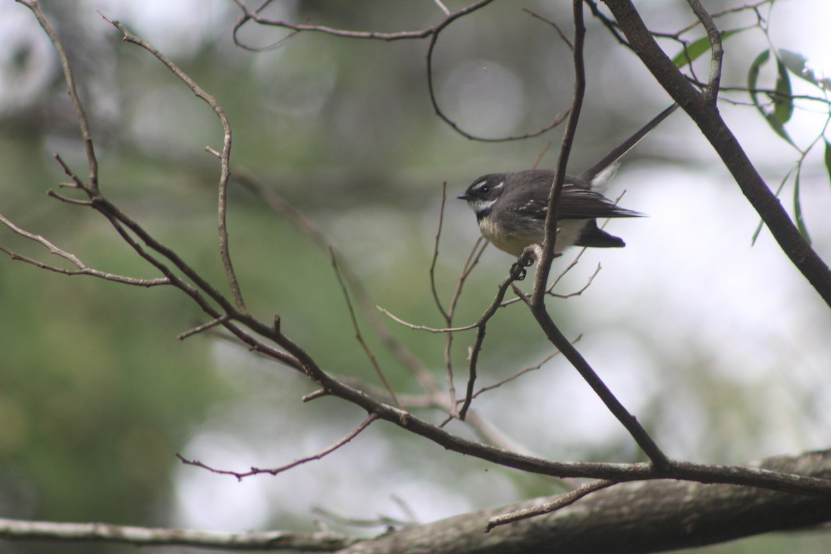 Gray Fantail - ML70450131