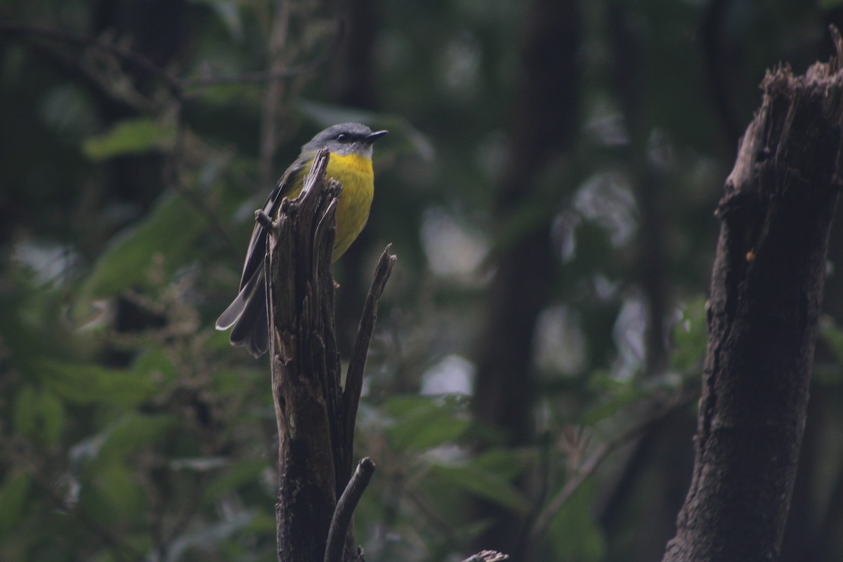 Eastern Yellow Robin - ML70450141