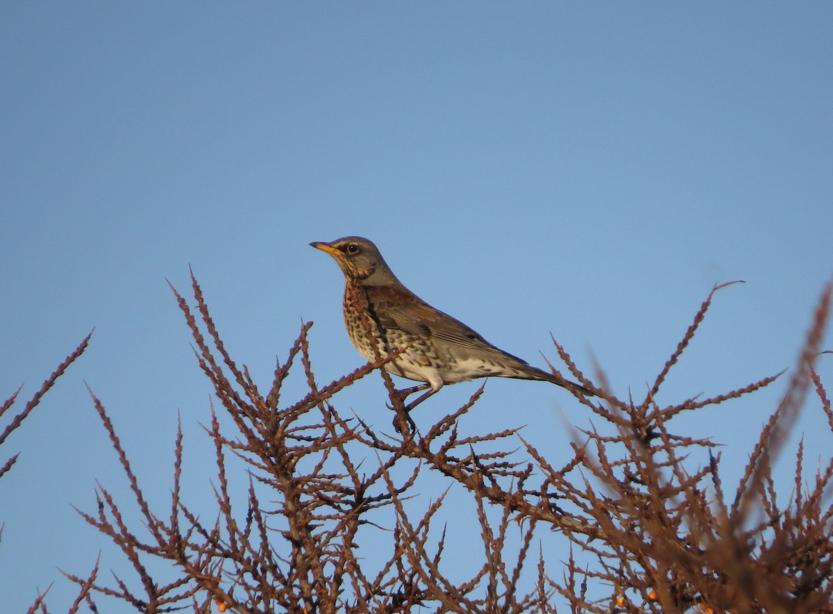 Fieldfare - ML70450391