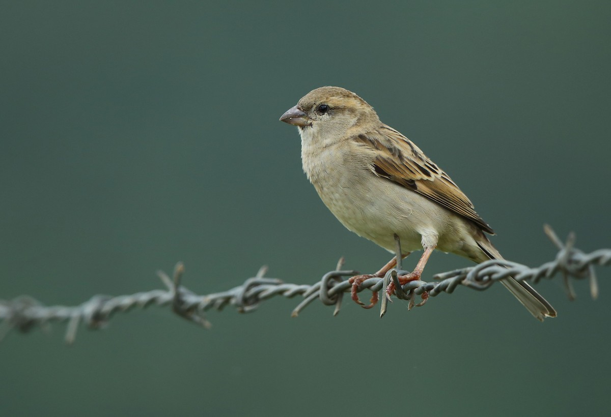 House Sparrow - ML70450491