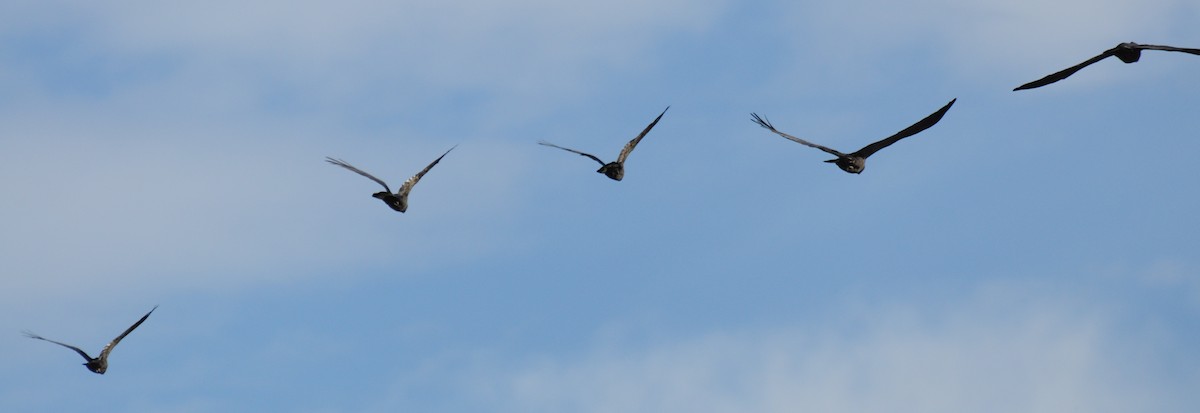 Yellow-tailed Black-Cockatoo - ML70450871