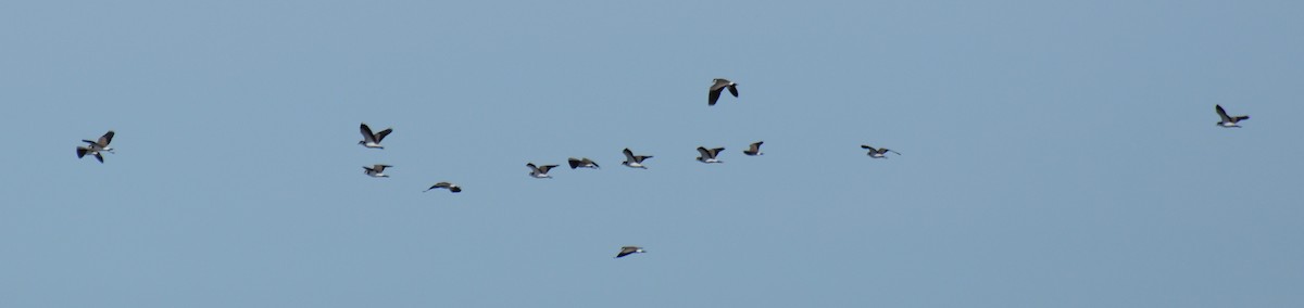 Masked Lapwing - ML70450901