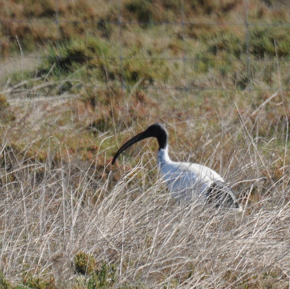 Ibis à cou noir - ML70451281