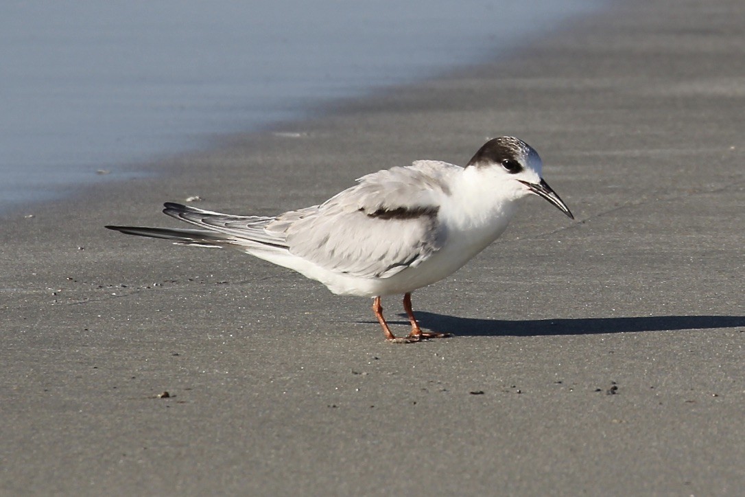 Common Tern - ML70452001