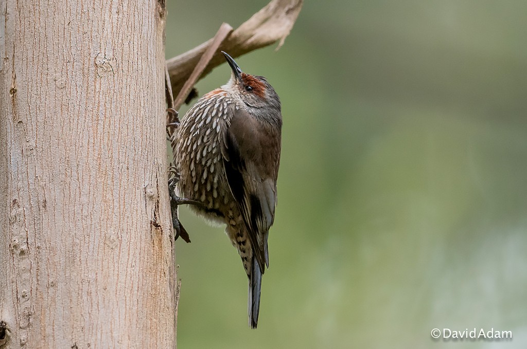 Red-browed Treecreeper - ML70452271