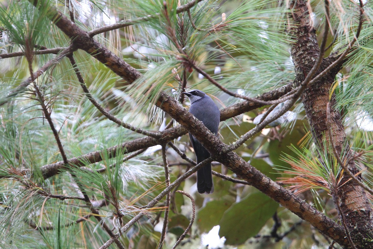 Dwarf Jay - Christoph Moning