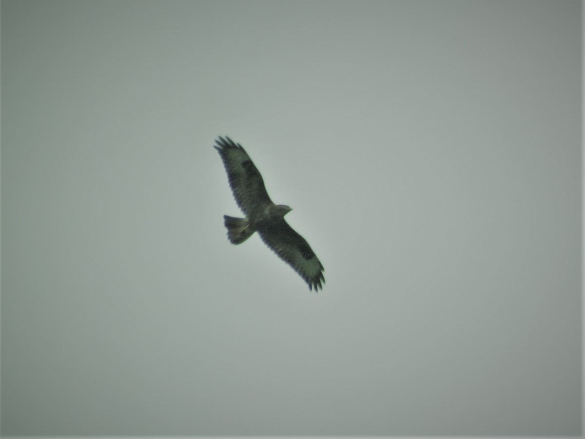 Common Buzzard - ML70452621