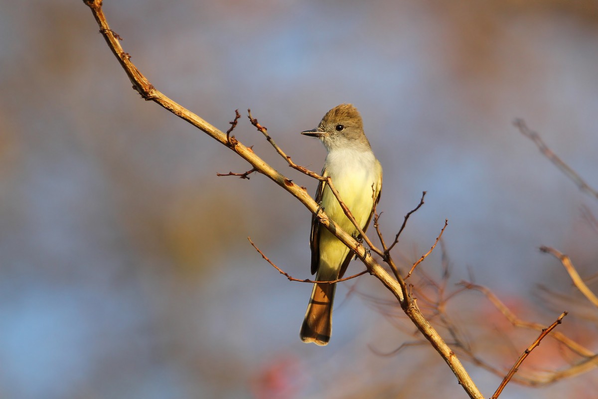 Nutting's Flycatcher - ML70452771