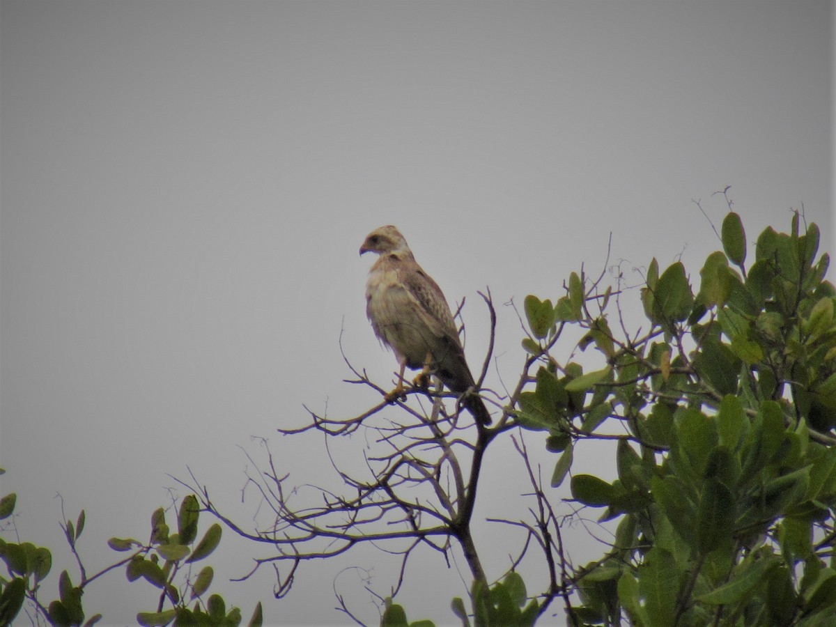White-eyed Buzzard - ML70453081